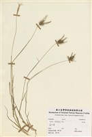 藏品(孟仁草)的圖片